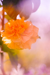 87EBEB11-BABD-4918-974D-A75DC621D034