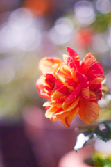 2C332A3B-EBA4-4C43-B37D-C3FFBFF435DB