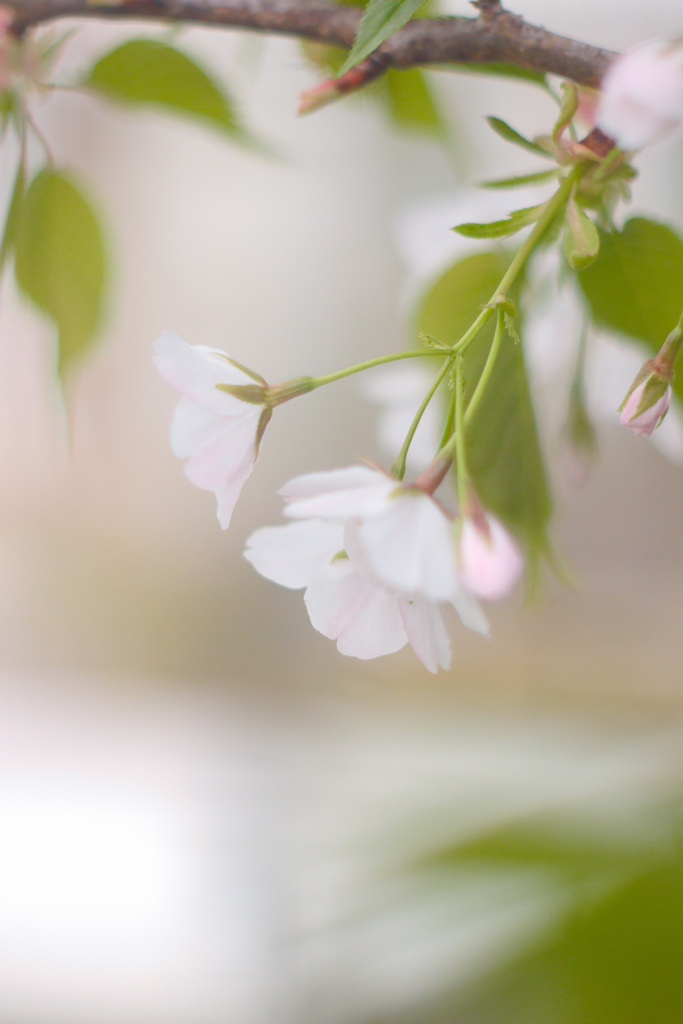 59F29449-CF76-4376-8C03-CBC7065C02D9