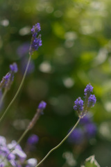 F2FB9095-0159-47B5-9AEA-72EEF0CEC98F