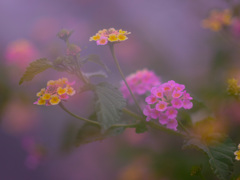 D52715CB-AE44-45EF-9D2E-53F21DD7A896