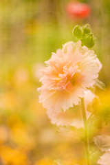 5BB998B0-1AC7-48B5-9524-A0ADE50481AF