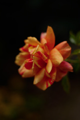 D109EAF9-54D0-466B-AB30-A659FE2122A7