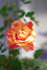 A41E1872-F3C8-4BC1-B4FB-0000E7825F7E