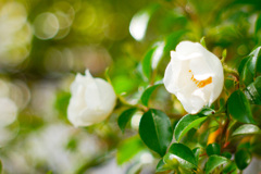 6F88129F-C037-49A0-A90A-C0F3013A9290