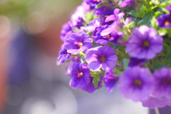 28FBCA01-2F07-4BA3-A6AD-400A8364CC5B