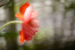 8F82D5CC-7E22-498A-90DA-4DAA23E38ADA