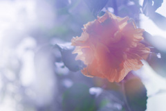 E91CCF73-A263-448C-927B-1DFBDF483D9C