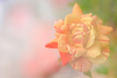 E1ABD377-04FB-4802-A117-4224D60B754B