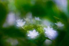 F3F21217-AC8A-40C6-88B3-3408385A25BA