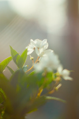 86AF007A-80BF-4777-AB2F-B6EE0DD8EE03