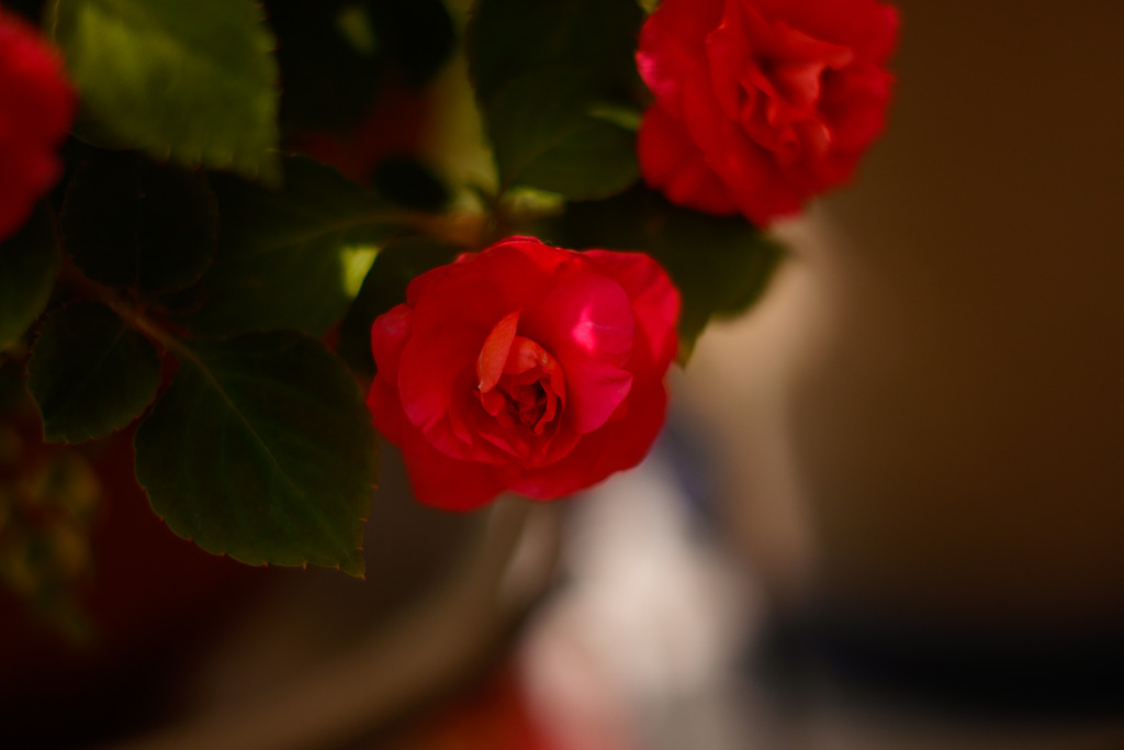 IMG_6828