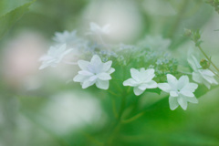 5A4654B6-07D7-4DAF-A04C-D376172AE9DA