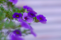 E6E478FE-E5AA-4B14-890F-AFBB26F5B40B