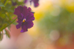 4EB041BB-7644-48AD-A409-6D382FC8335C