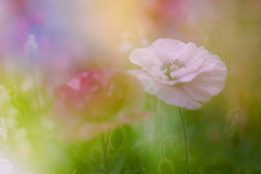 3A384E93-C9F7-4332-84FB-0A354ABEECB9