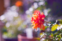 33D6BD83-561F-4F91-903B-E30291D88418