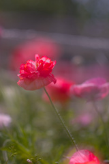 294793D0-79AC-4080-8CF2-01833D0C999A