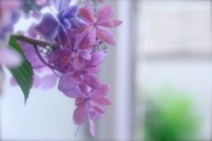 CE06B02D-AB4D-4969-9BB9-116B36D1B044