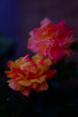 533E5CC8-8A08-45E0-93B0-1EAB14386A00