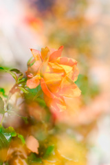 9C031B83-044C-41D6-8F62-3008D2D21300