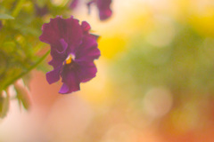 A9B07A14-9BFD-4EE2-9A3D-2483A5EC93E2