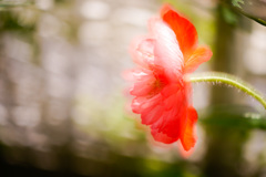 C1C8CE2D-F0FB-4DEF-B3C6-88B357366610