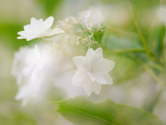 61417068-BA35-4013-9D6F-07D10906E77D