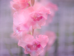 04008F79-2BD3-40E3-B1C7-A4991965C232