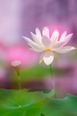 4F497C16-6521-40C9-95B3-7F3DCB9C85EE