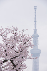 塔