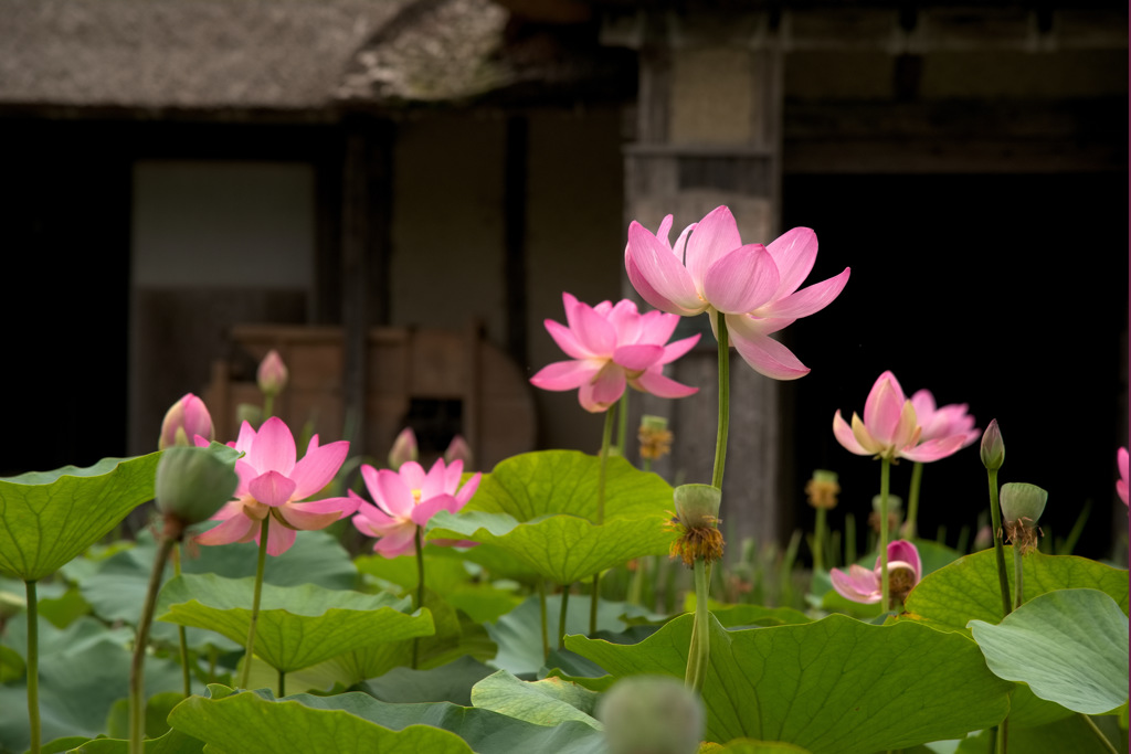 古代から贈り物