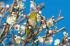 うめの花とメジロ