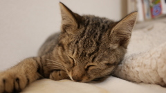 子猫