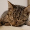 子猫