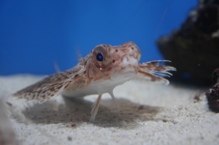 ぎょ