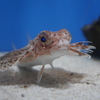 ぎょ