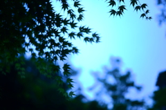 ピントが合ってない