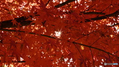 紅葉雲の隙間から