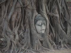 木の根に覆われた仏頭