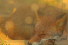 …zzz