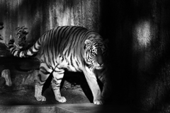 shadow