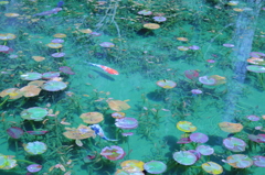 モネの池　3
