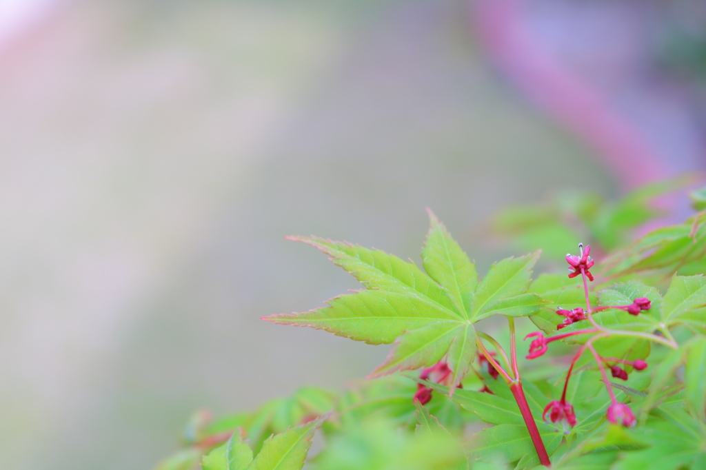 fresh green