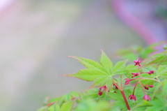fresh green