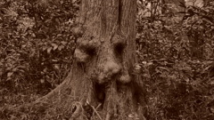 魂の宿る木