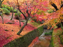 京都 東福寺 紅葉