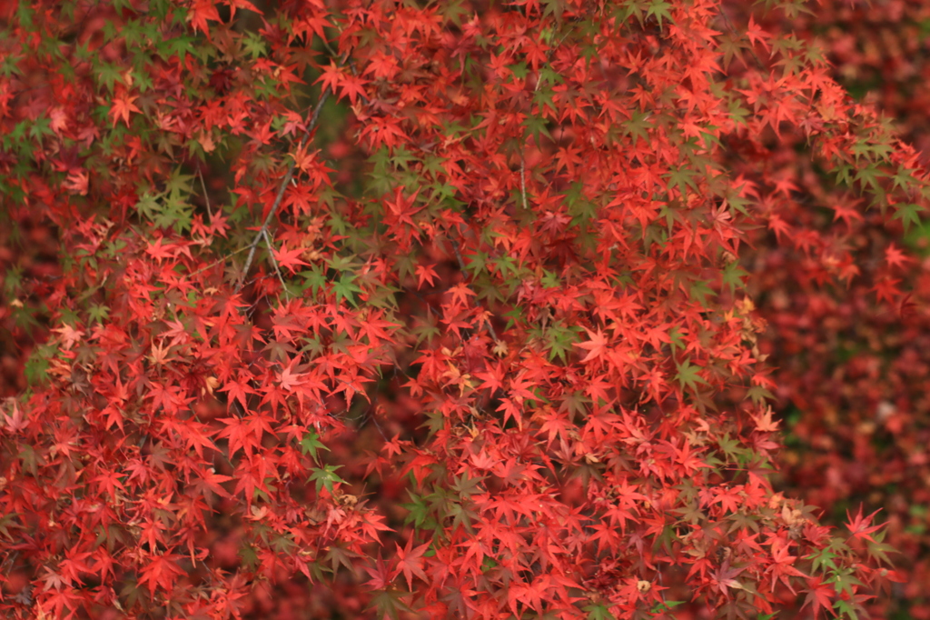 京都 東福寺 いろはもみじ