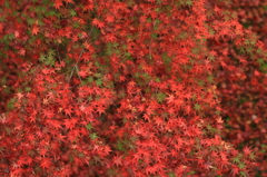京都 東福寺 いろはもみじ