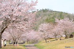 春　桜　公園